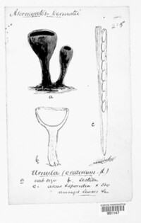 Urnula craterium image